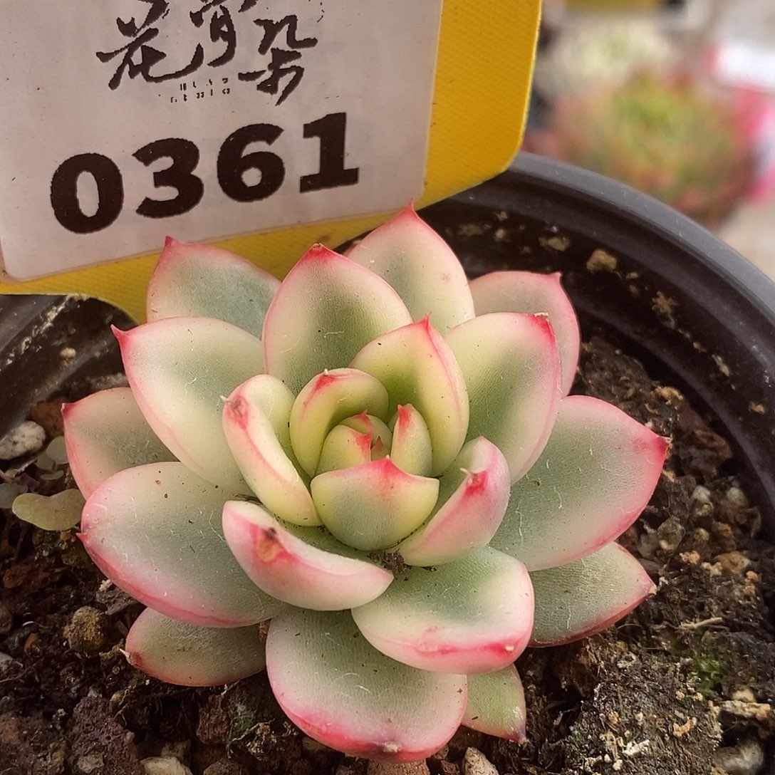 361点绛唇哈哈哈哈哈哈
