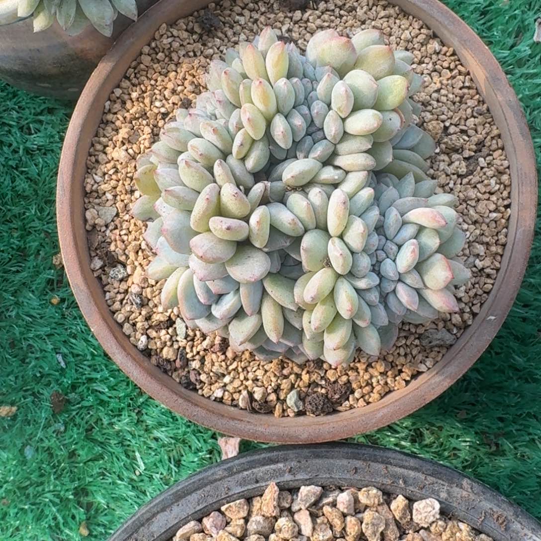  星影缀化多肉无砍