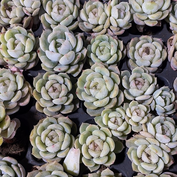 小白恋1元带土发