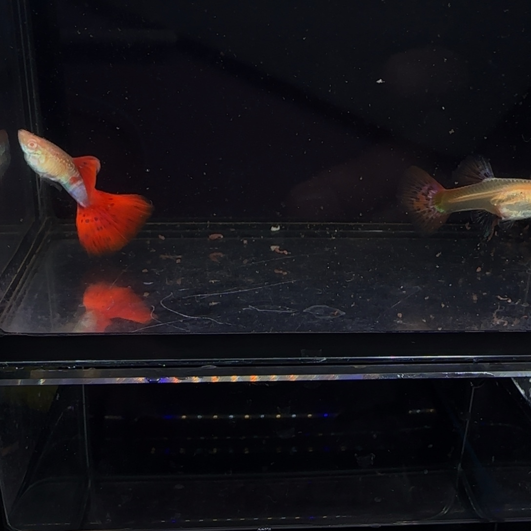 孔雀鱼蛇纹红尾一对