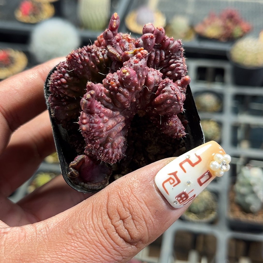 高沙单头发货单头发