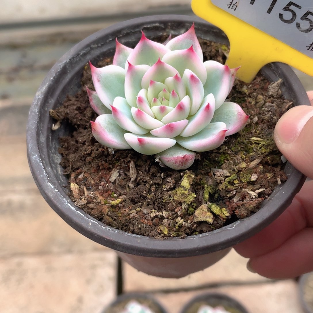 安***³1155号多肉植物盆栽