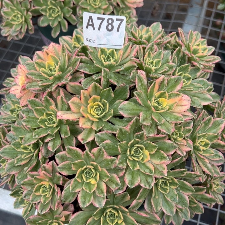 787甜茶20厘米左右多肉