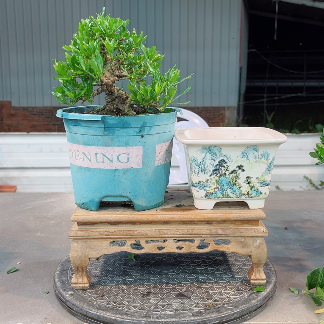 红***冷无花朵喜黛玉栀子花链接