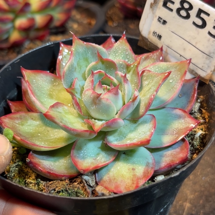 喇叭惊鸿一物一拍包装收缩花旱853