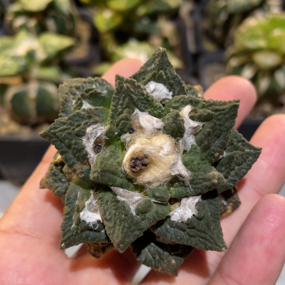 无花朵自根哥怒 牡丹007