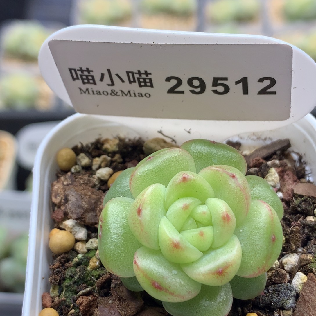 多肉植物杂交珍妮