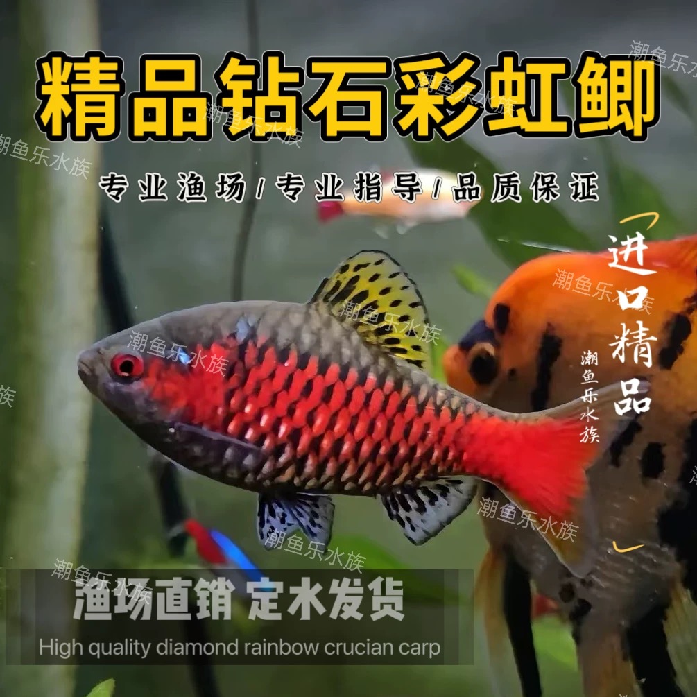 钻石彩虹鲫泰国进口野生发色公鱼原生溪流冷水鱼群游好养新手活体