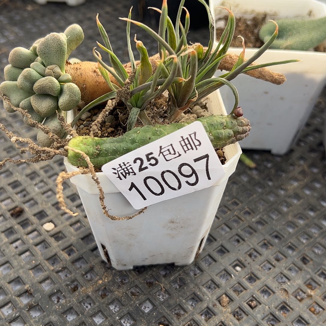 块根寿097，一物一拍