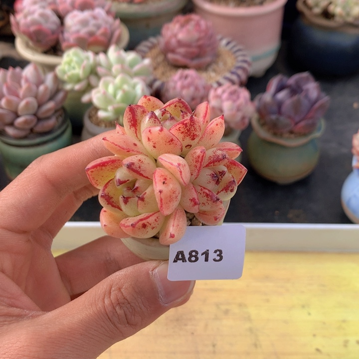 一物一拍满38包邮A813