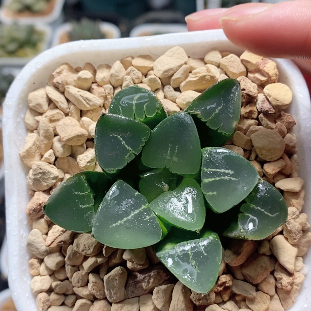 姬翠克玉露多肉植物多肉植物