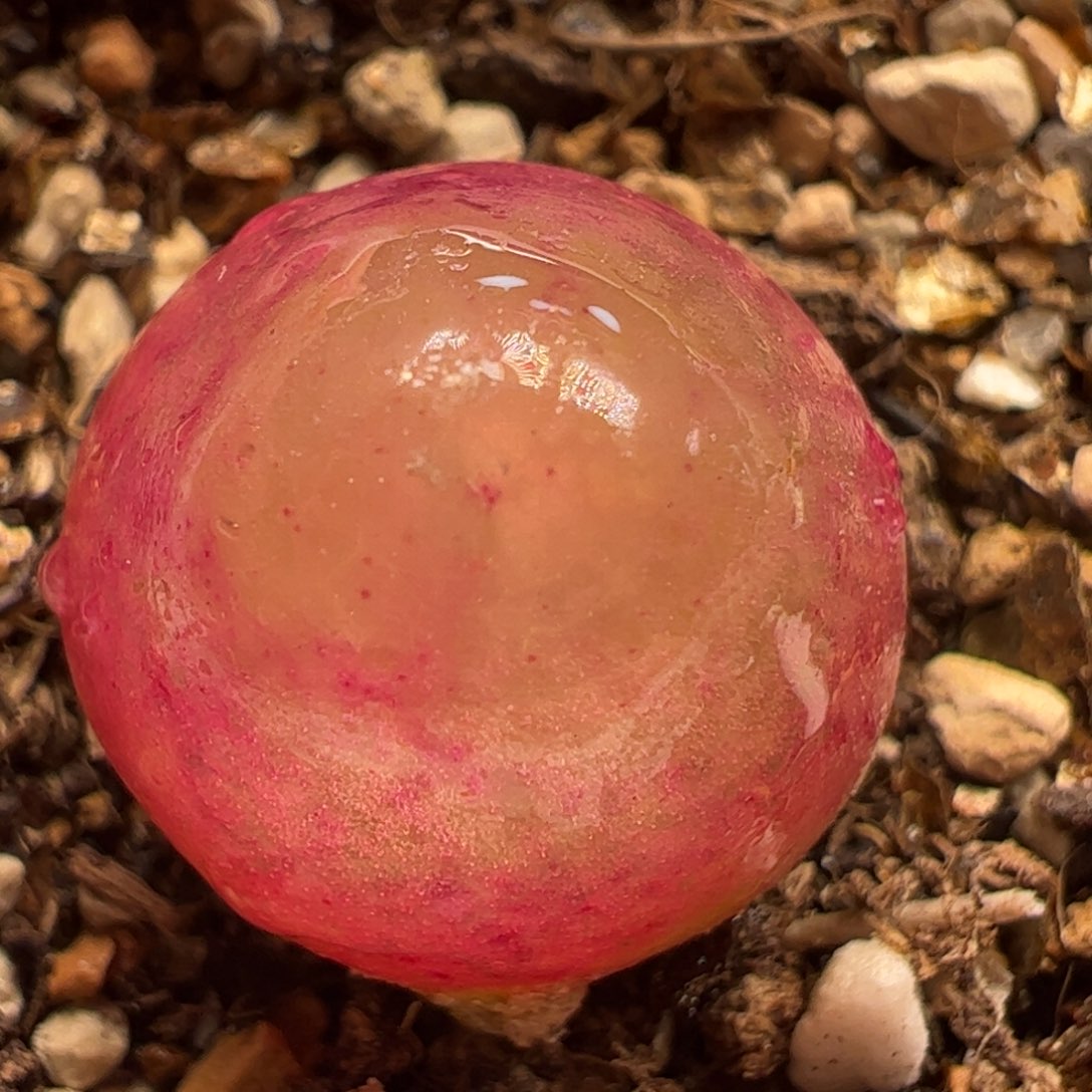 多肉植物百科581