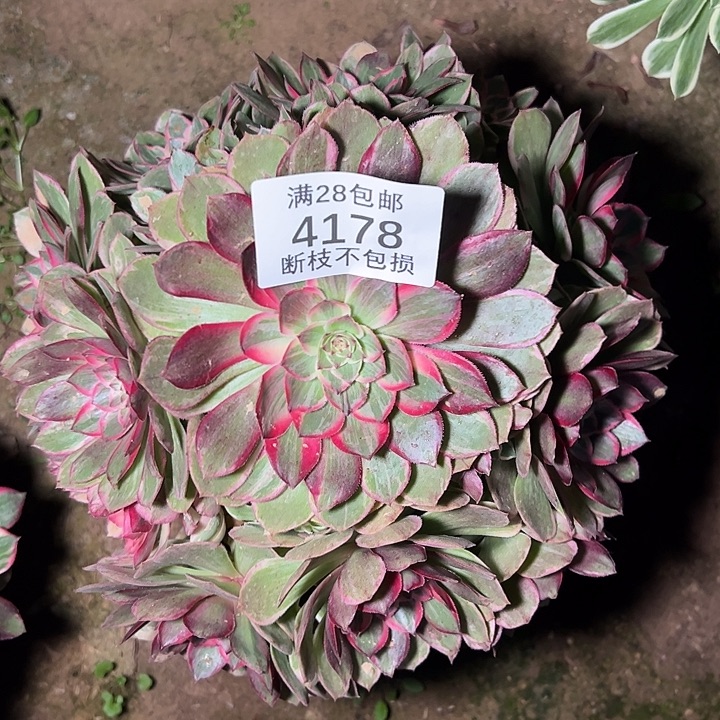 4178莲花座多肉植物