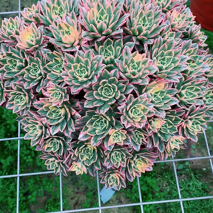 甜茶法师图片多肉植物