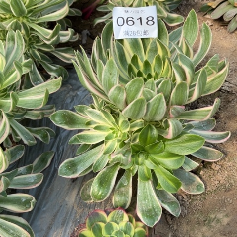 青莲多肉多肉0618