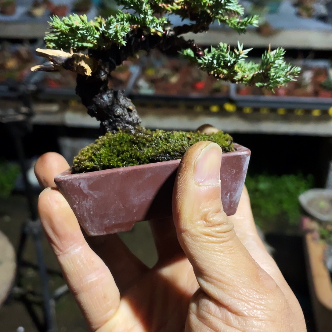 木***六无花朵柏树花开富贵吉祥