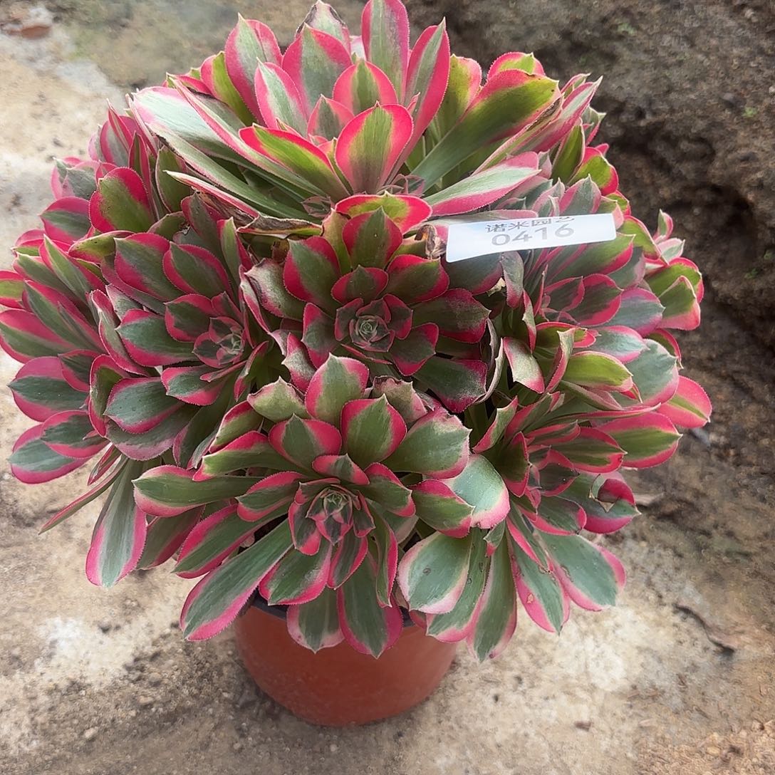 开***兔七彩石手捧多肉植物416