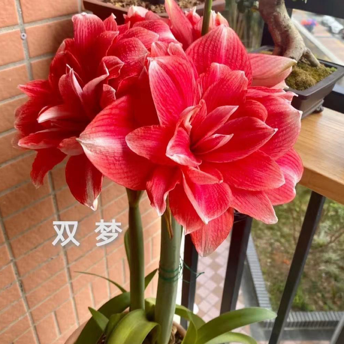 （小花匠花坊）双梦～重瓣，荷兰进口朱顶红种球