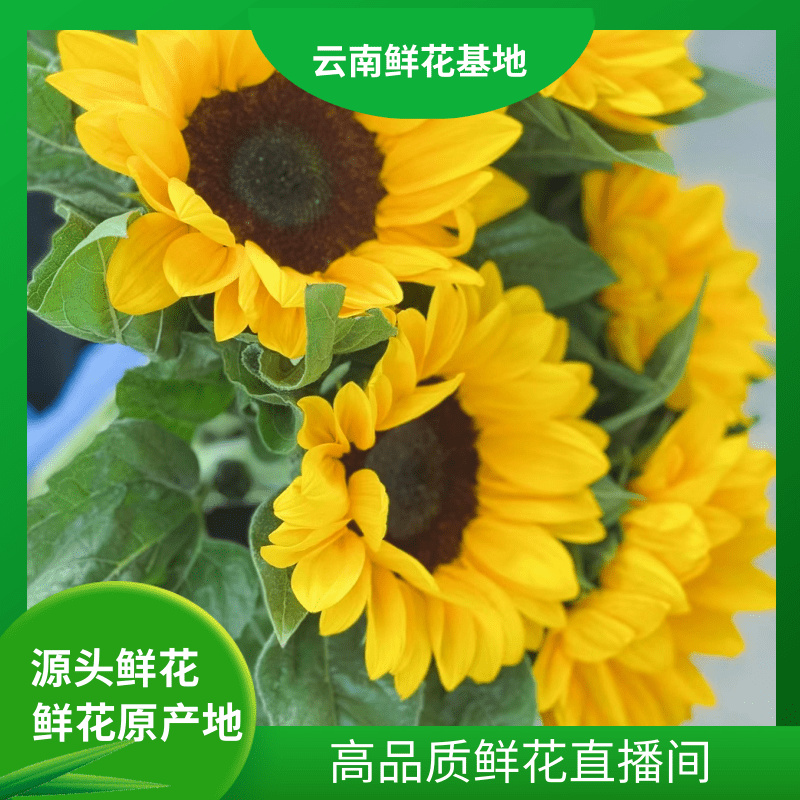 浪漫甄选（黑心向日葵）云南鲜花 任意两单鲜花升级冷链或空运