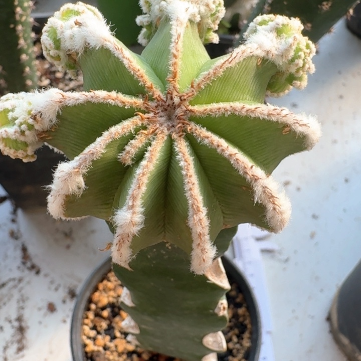 辛顿花龙苗接6公分