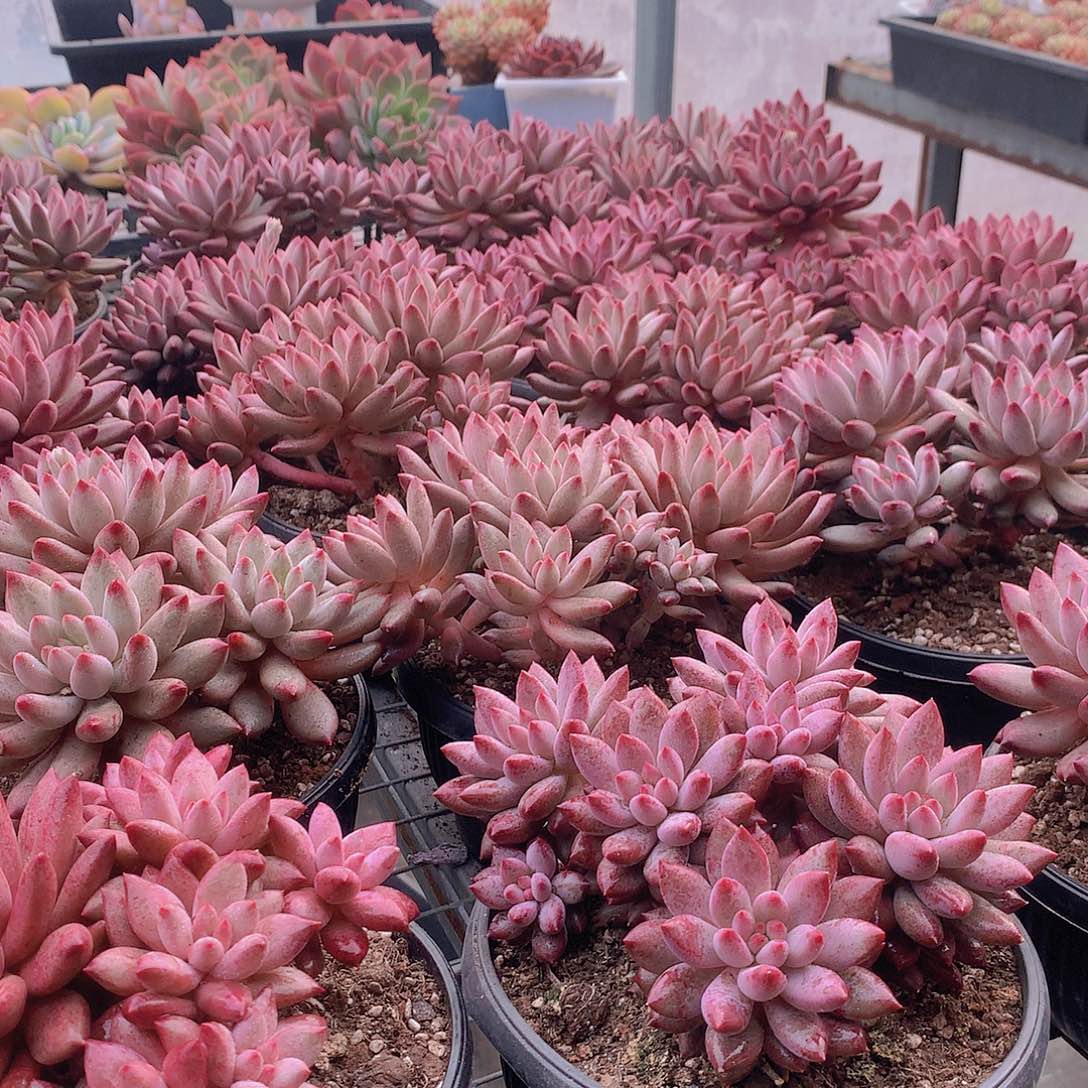 虞美人大群000000000000000