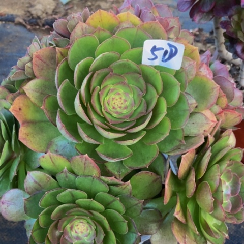 红心万圣节51多肉不包断