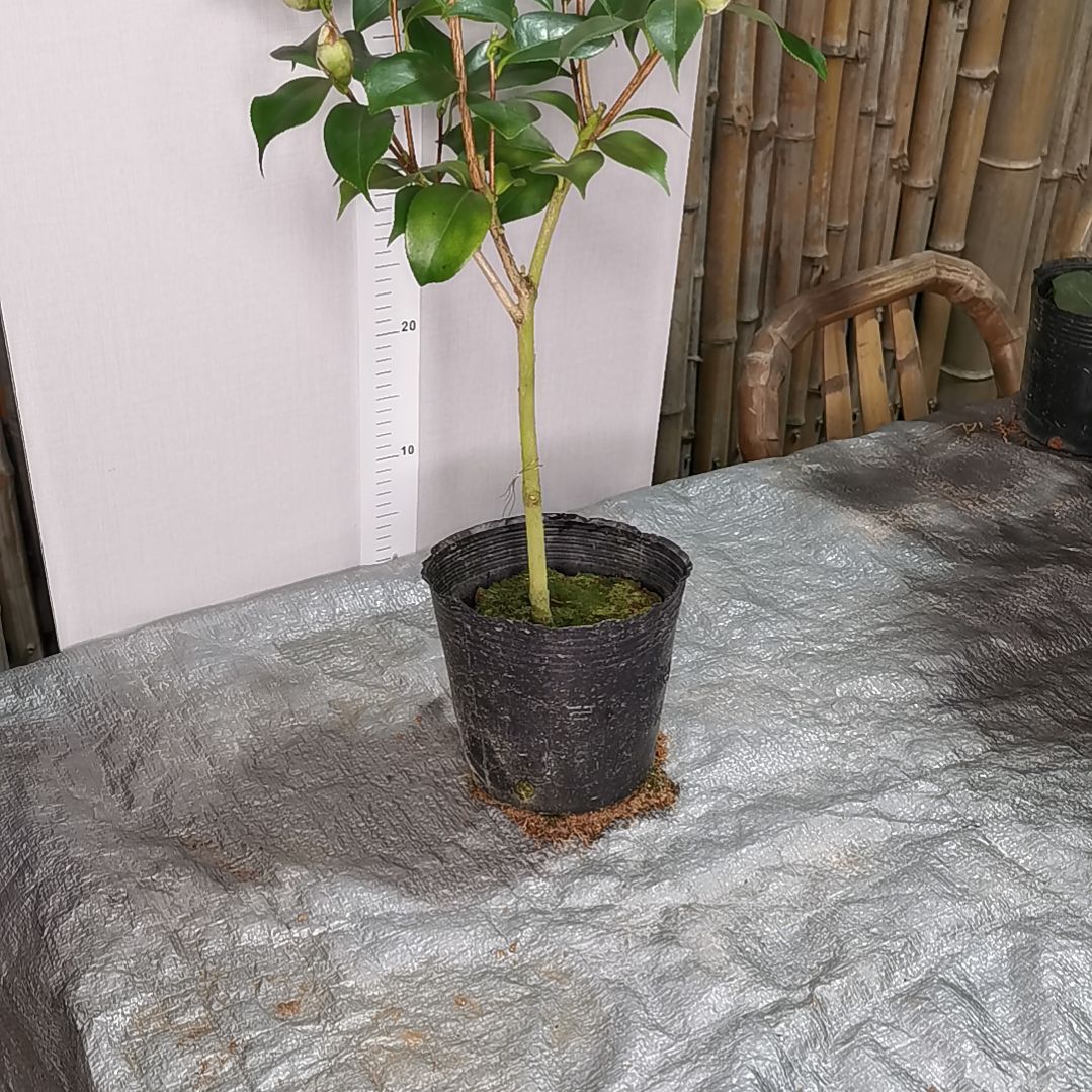 当前无花栽培后可以开花熊谷