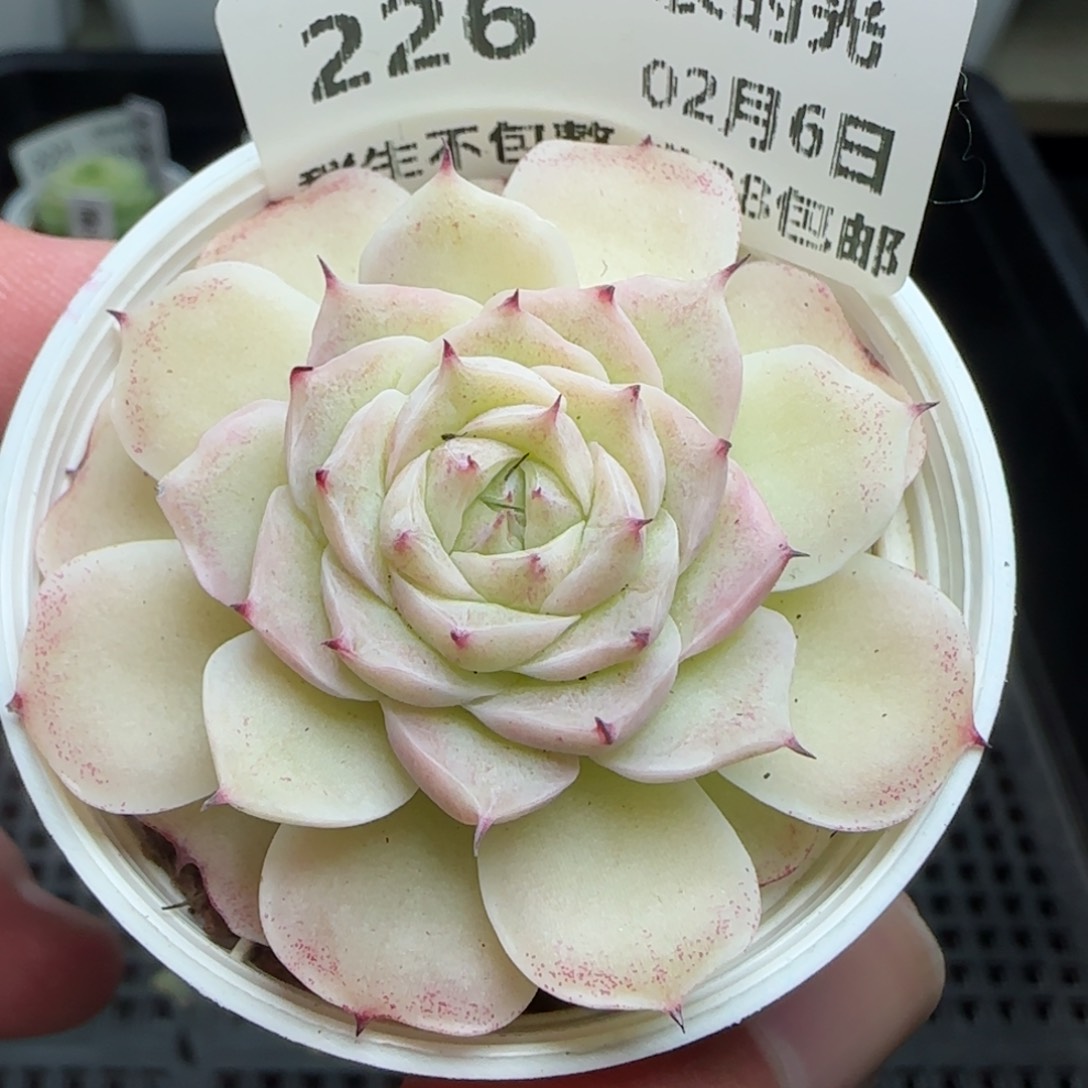 0206-226（小魔仙）