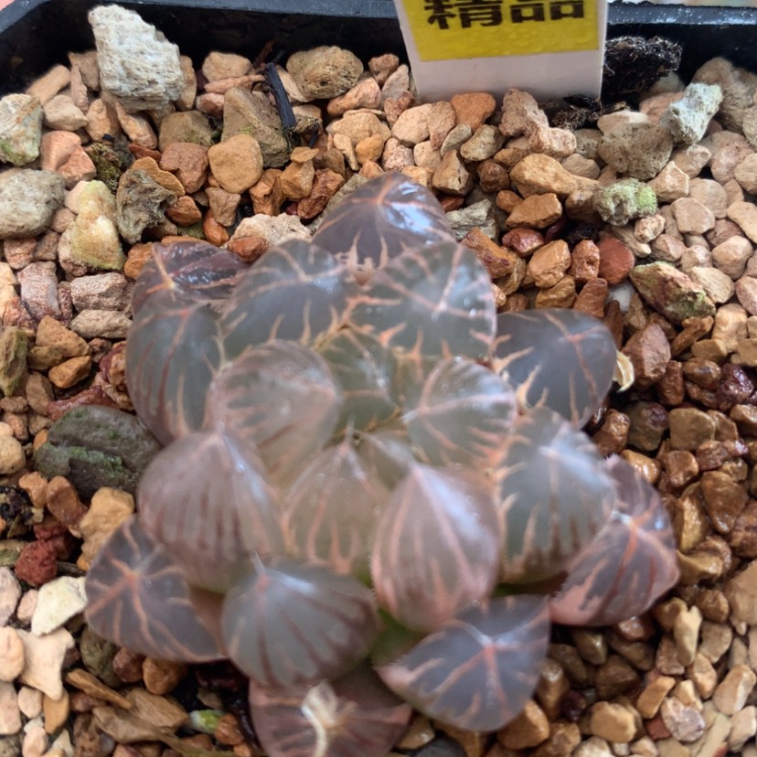 【闪购商品】740霓虹灯玉露