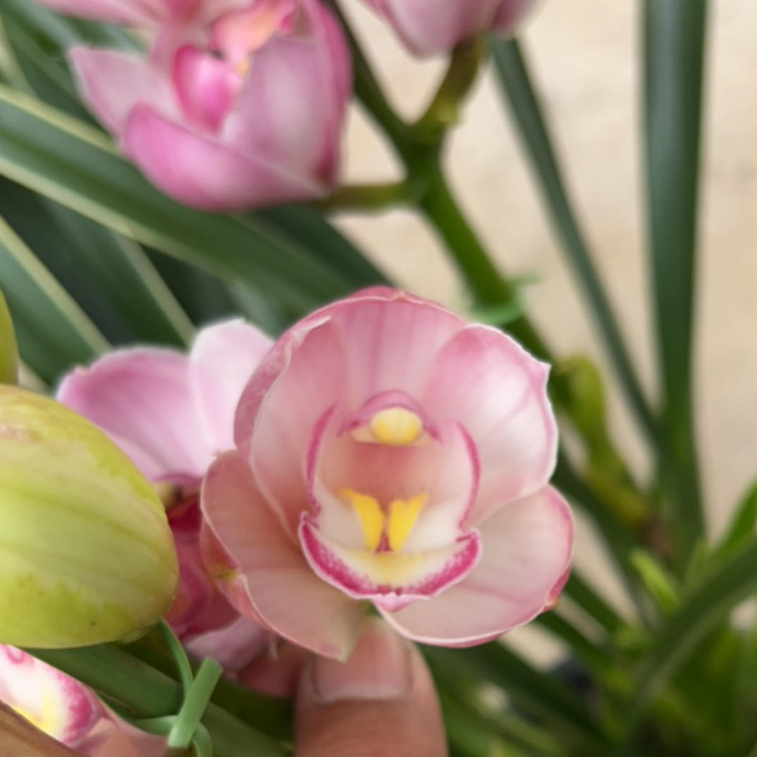 （阿伟家）大花蕙兰 福娘 粉色