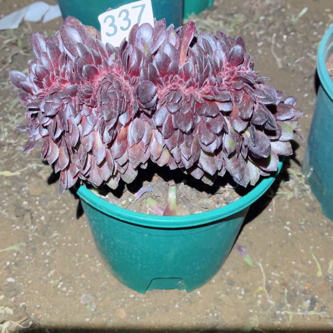 多肉植物337花花公子