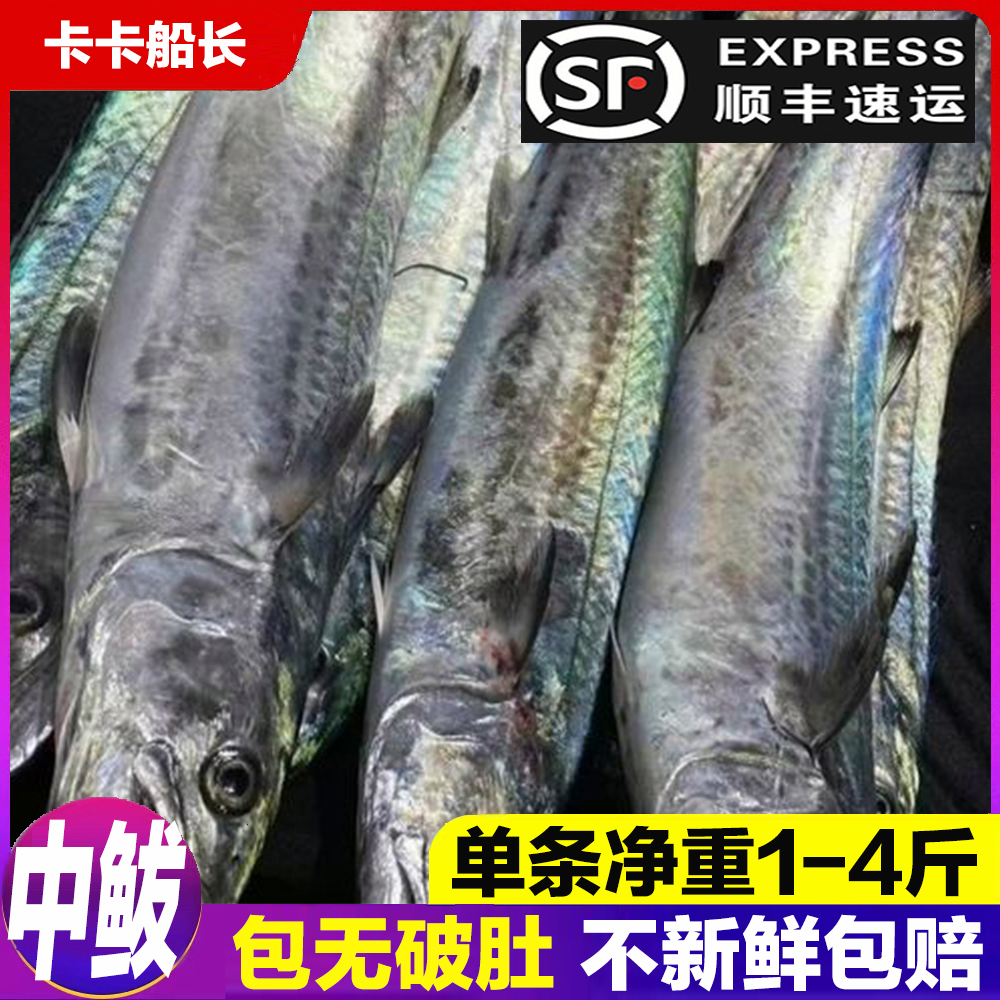 【中鲅鱼】鲅鱼燕鲅蓝点马鲛、单条1-4斤、包新鲜无破肚