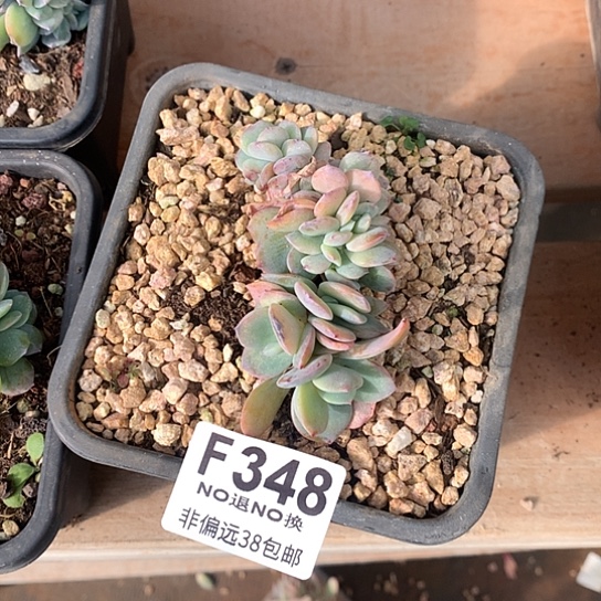 白凤缀化348 亏本处理退单拉黑