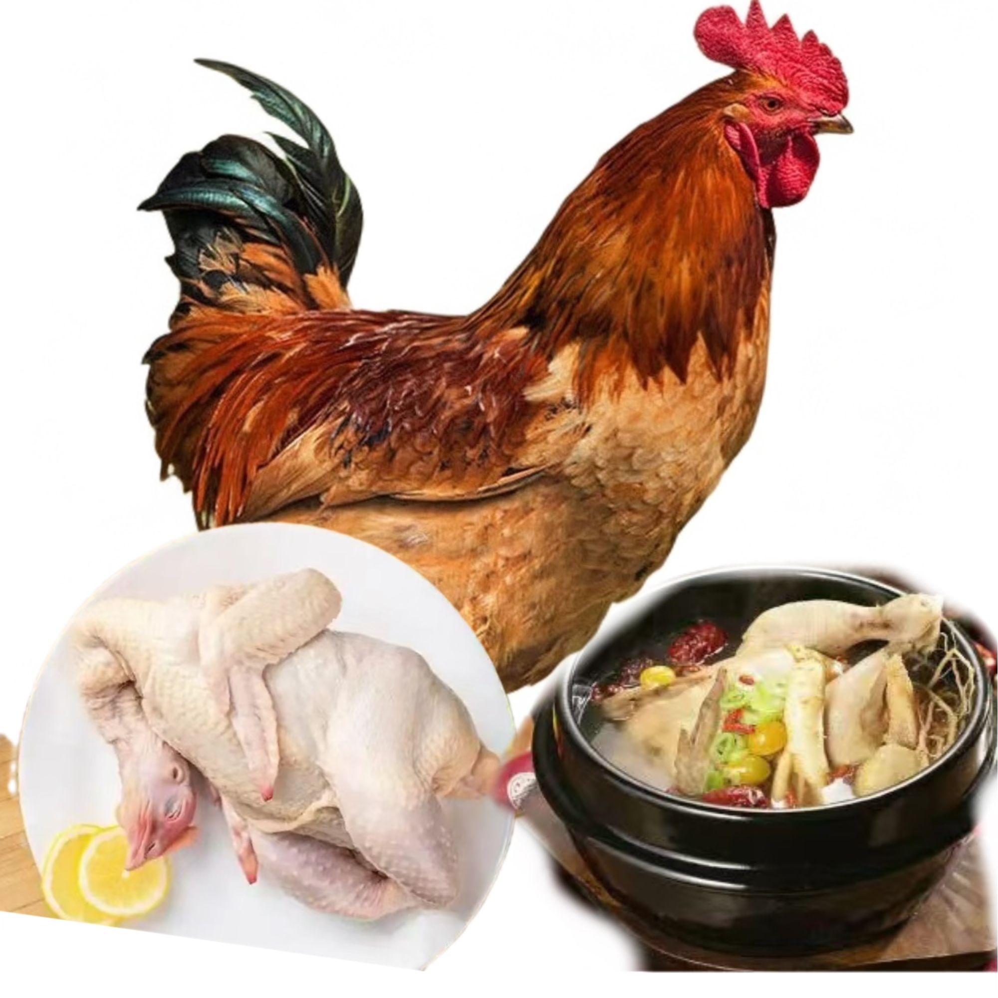 肉质鲜美 云南九斤红公鸡母鸡整鸡