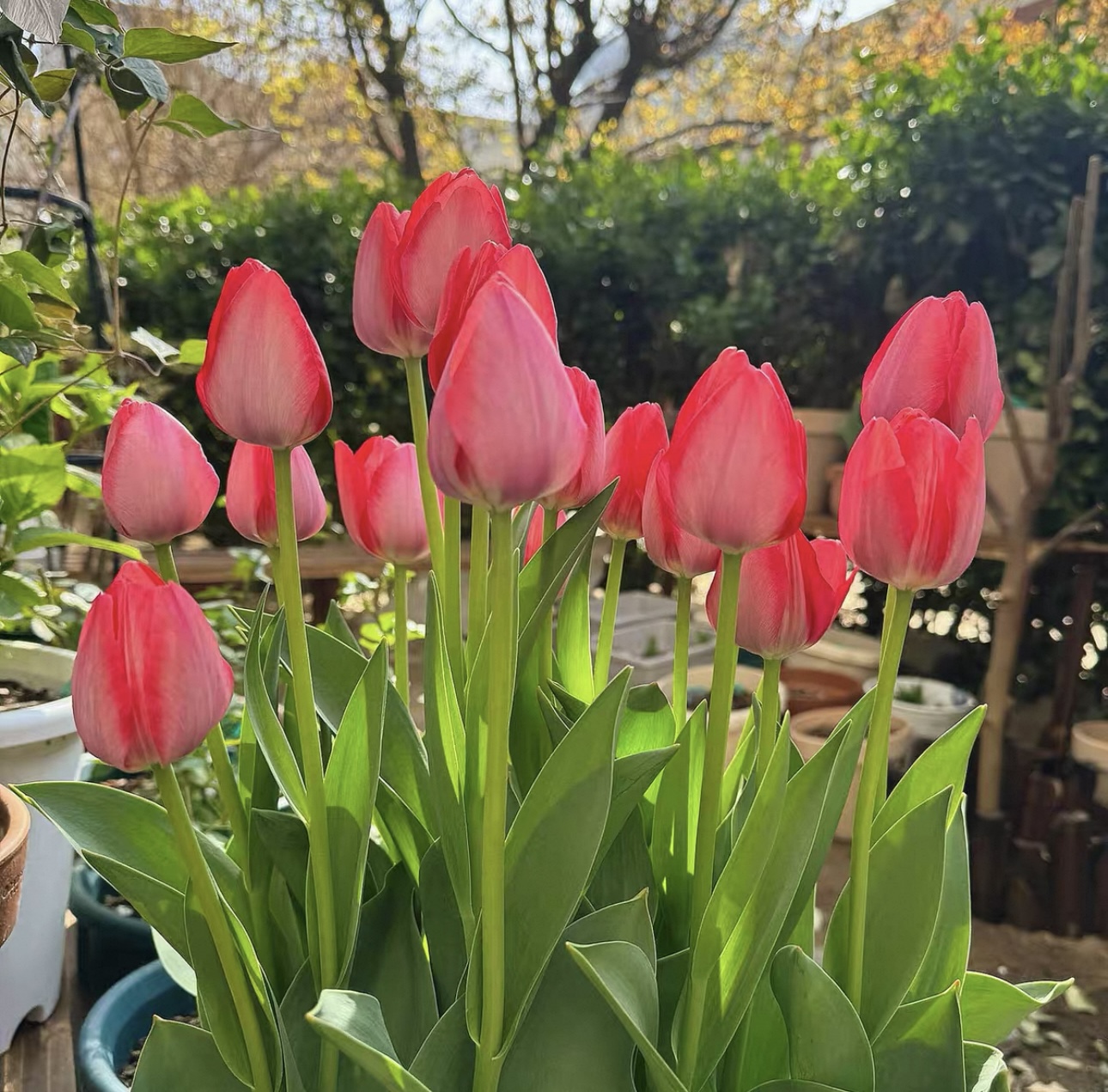 3颗郁金香种球  【 红色长安】