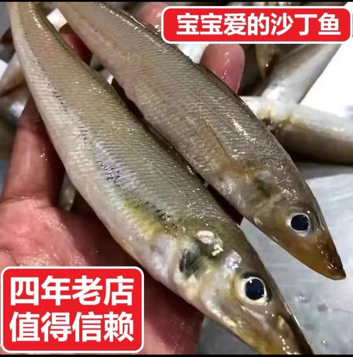 惠来本港浅海放莲沙尖5斤广东省包邮