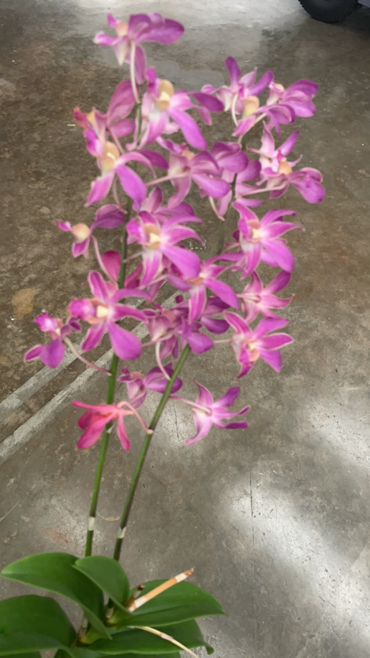 预售（盖）｜粉色拉拉队保苗不保花