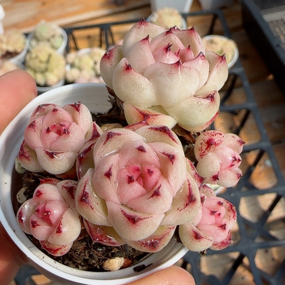 S****m【闪购商品】0226-125