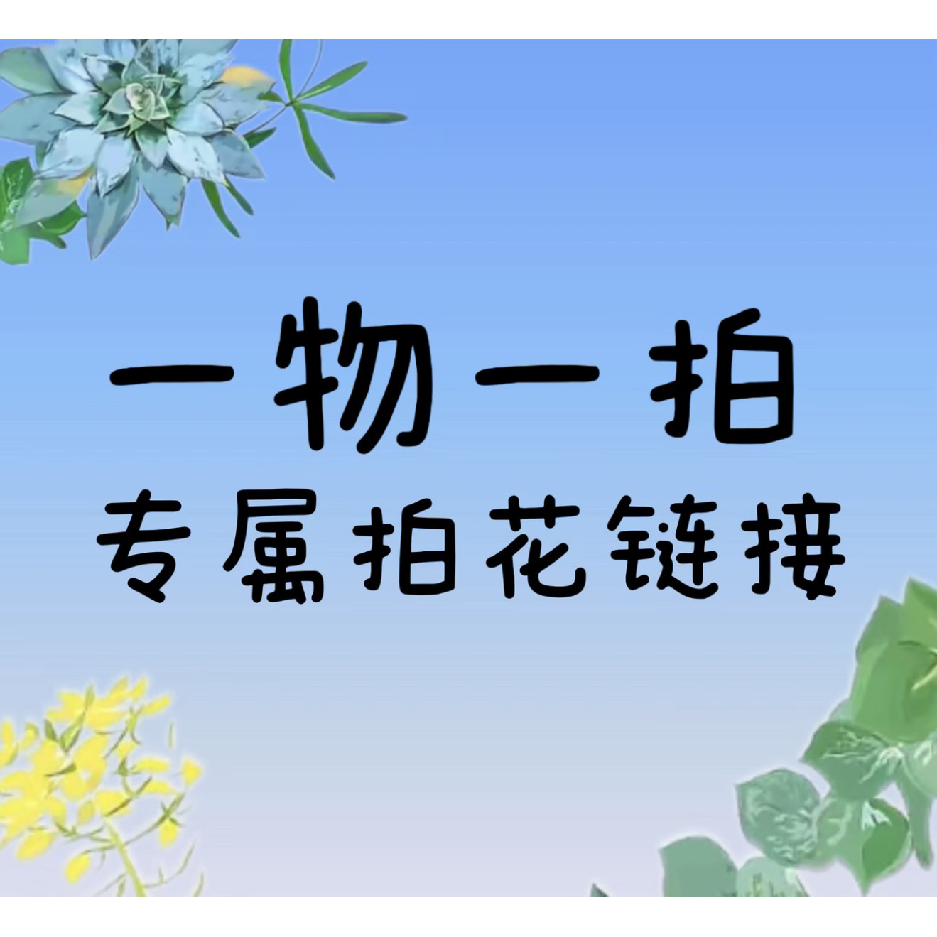 【金边福娘】云南鲜花绿植一物一拍