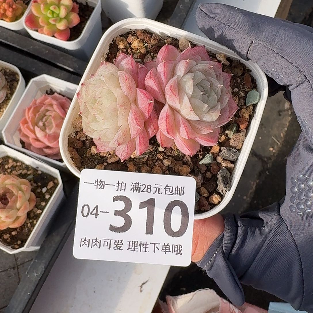 沁沁无盆土发货无