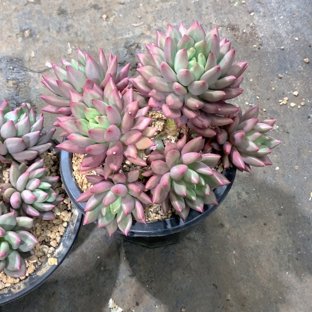 冬***华米其林大群多肉植物