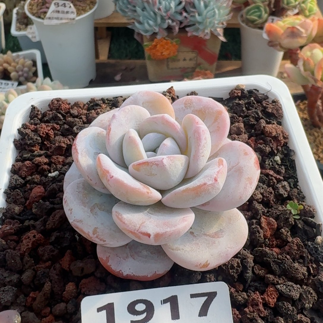 1917一物一拍（满28包邮）