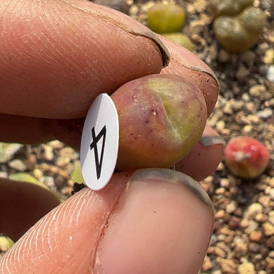 多肉植物111111111111