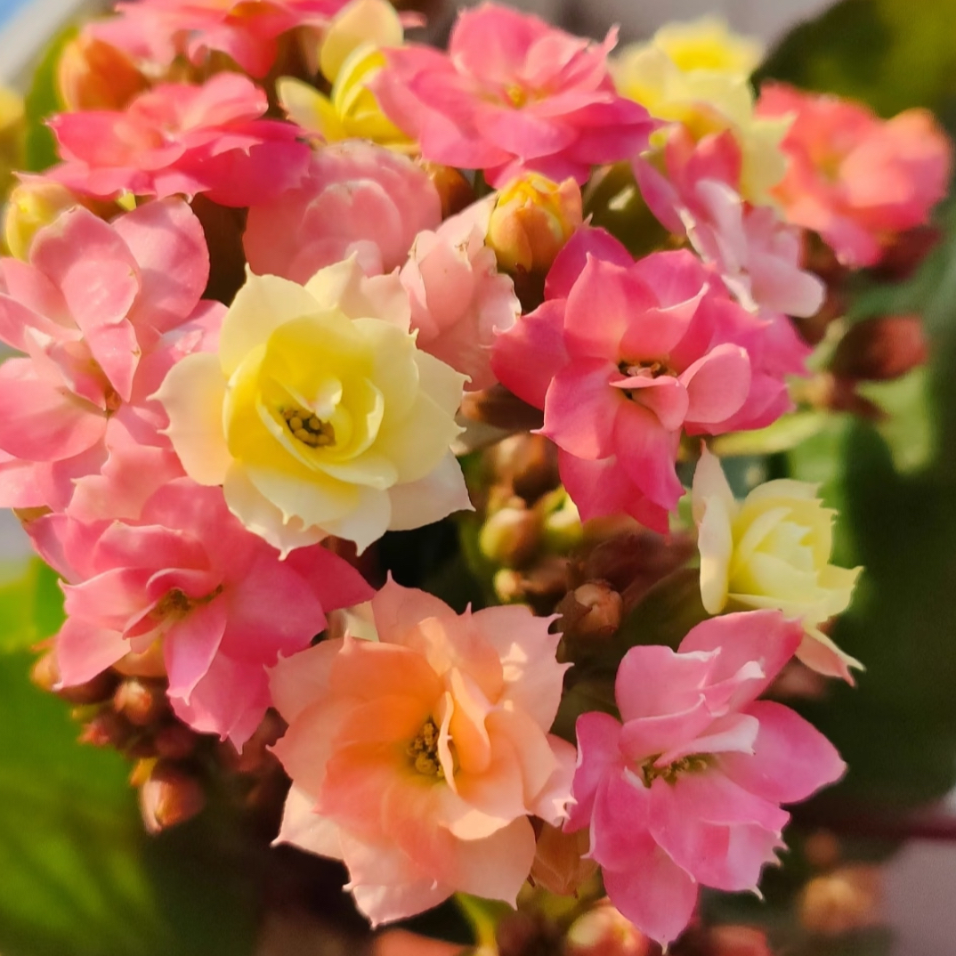 （变色龙)130盆，一盆，一代苗