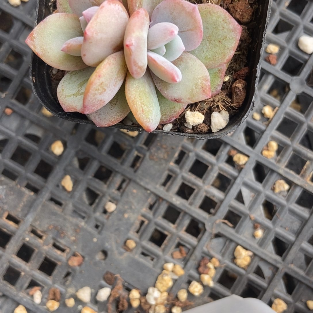 1863奶茶多肉植物