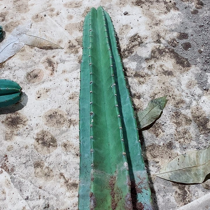 55公分左右脱土发货量天尺
