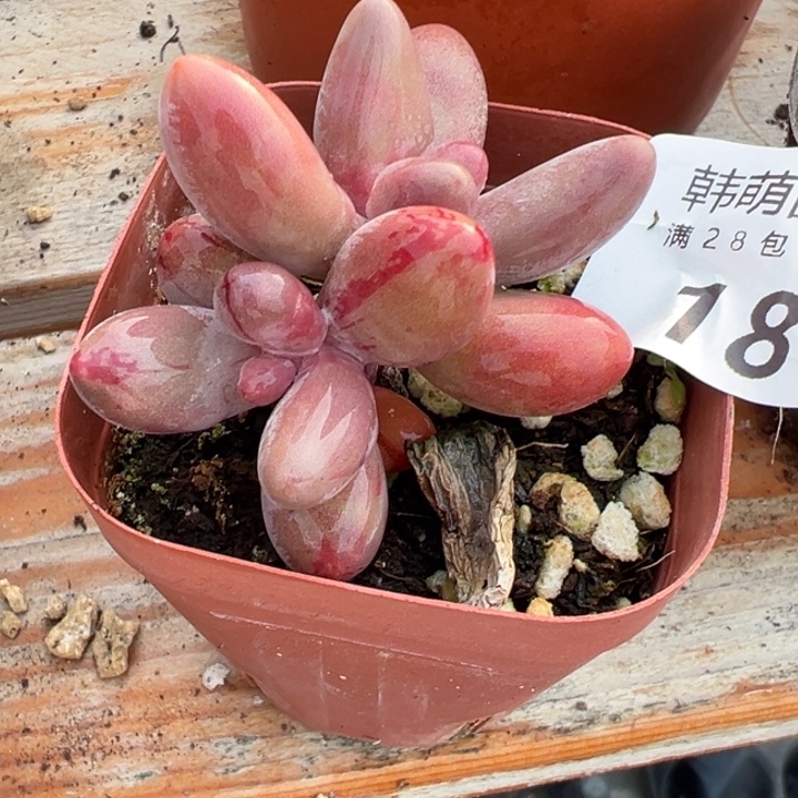 手指拉丝锦多肉植物18
