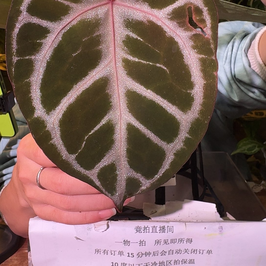 不开花植物H246skg银红杂粉色闪光叶损无售后