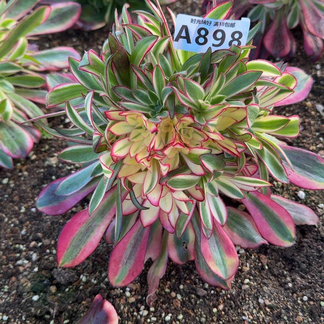 898冰淇淋。多肉植物