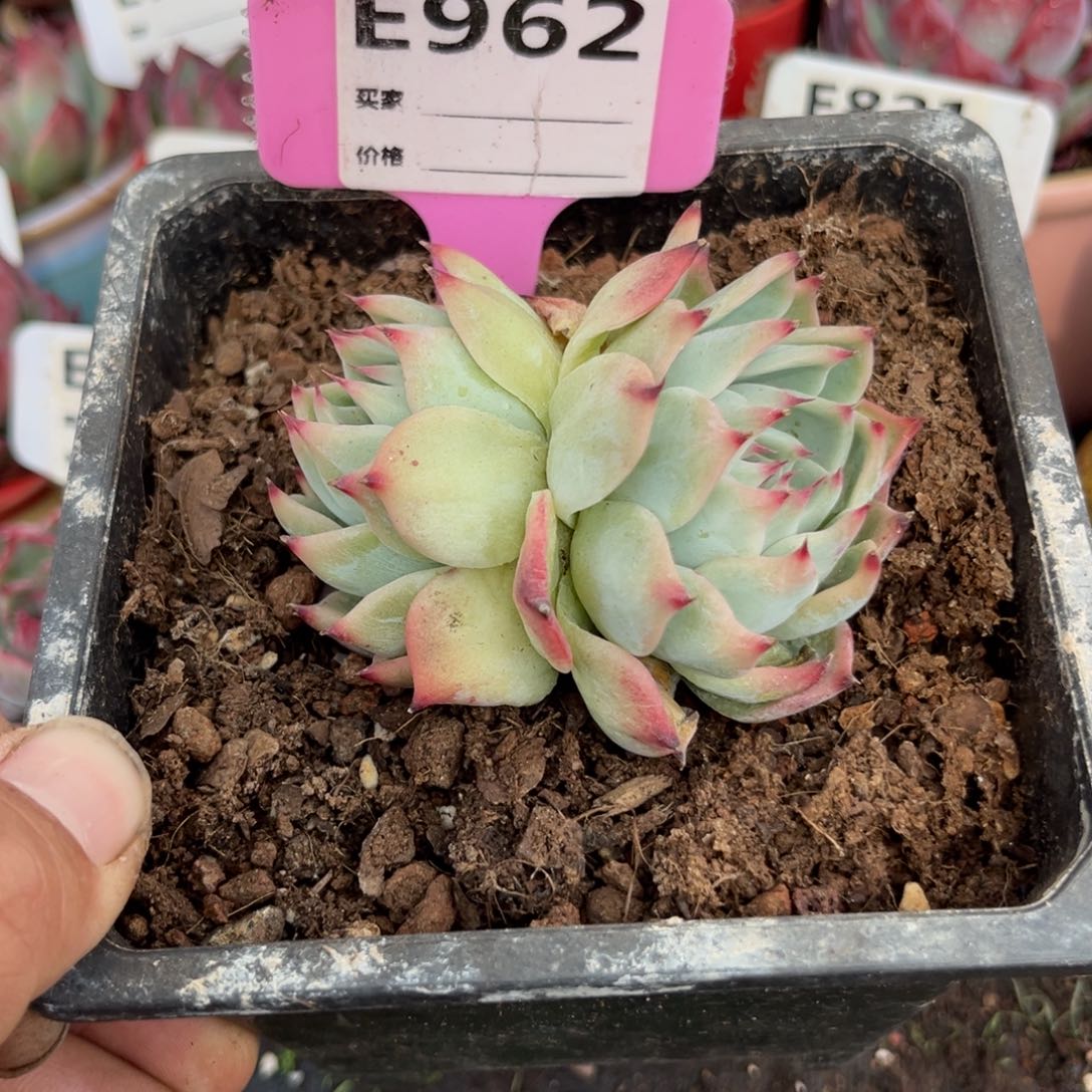 惊鸿一瞥962号多肉